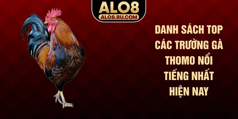 Danh sách top các trường gà Thomo nổi tiếng nhất hiện nay