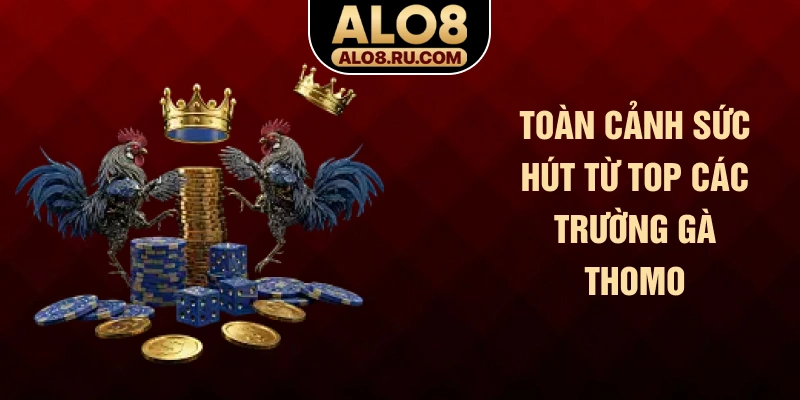 Toàn cảnh sức hút từ top các trường gà Thomo