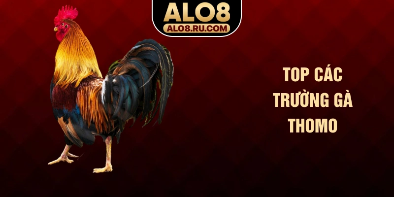 Top các trường gà Thomo